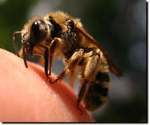 Burns Pest Elimination